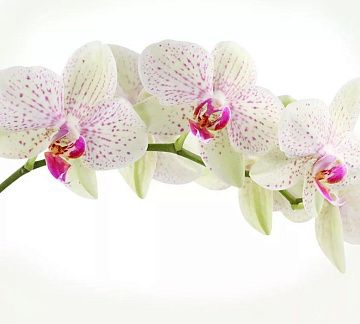 DIVINO DECOR фактурные фотообои Орхидея веточка С-394 300*270 Холст