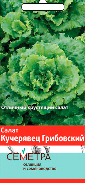 Семена Семетра Салат Кучерявец грибовский, 1 г