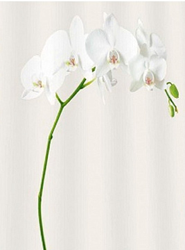 Шторка FORA д/ванн 180*200 Белая Орхидея PH54