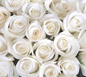 DIVINO DECOR фактурные фотообои Белые розы  В-091 300*270 холст