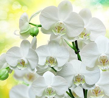 DIVINO DECOR фактурные фотообои Белые орхидеи В-085 300*270 холст